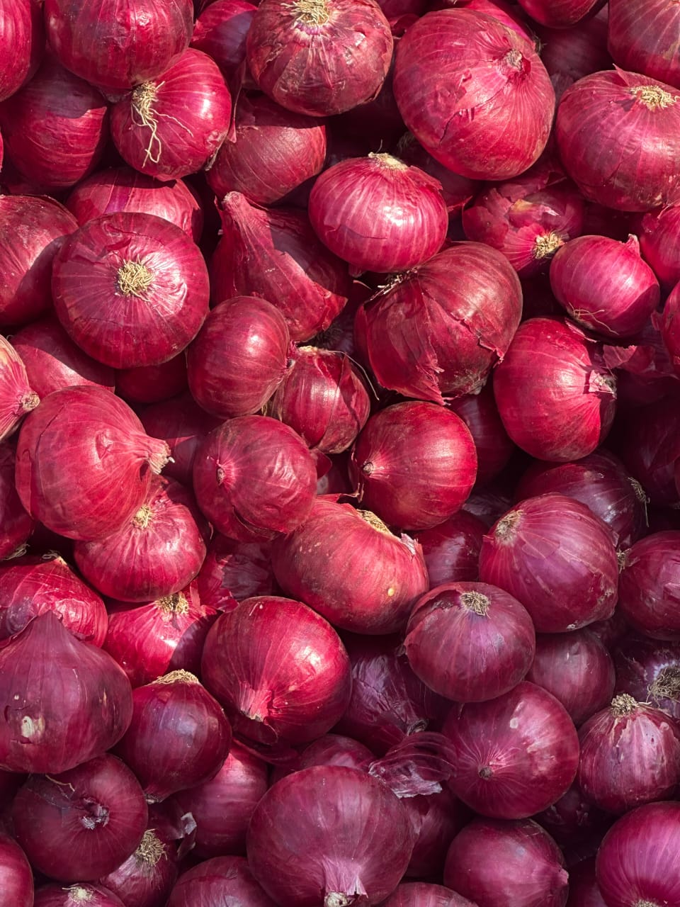 Red Onion